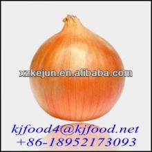 high grade new fresh yellow onion for exporting