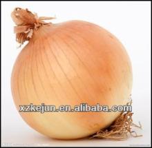 Chinese exporting grade yellow onions