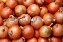 Fresh Yellow Onion