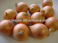 New crop fresh yellow onion