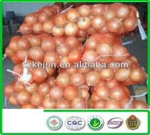 Fresh yellow onion with low price