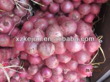 Fresh Red Onions For Sale