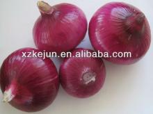 Fresh  Red   Onion ( New   Crop )