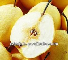 New crop fresh Ya Pear