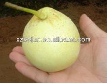 Fresh Ya Pear with low price