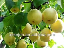 Chinese fresh Ya Pear from Hebei