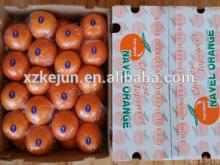 New harvest big navel orange