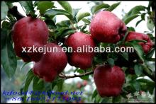  2013  exporting grade fresh  Huaniu   apple  from Qinghai China