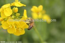 New  rape   flower   honey 