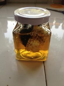 New Season Golden  Honey   Comb   Honey 