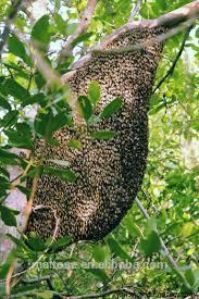 HOT SALE ! wild Forest Honey from China for EU Standard