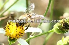 pure bulk bee  honey  with comb packed in  glass   honey   jar  for health and beauty