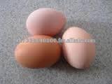 Organich Fresh Brown Chicken Eggs