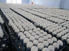 Farm Fresh poultry Indian white shell chicken table eggs
