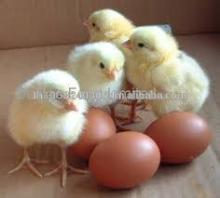 High Quality Hatched Eggs and Fresh Table White And Brown Eggs
