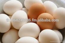 White and Brown poultry eggs,farm fresh white eggs,