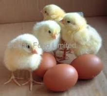 High Quality Thailand Origin Fresh Table eggs,hatching eggs and chicken parts for sale