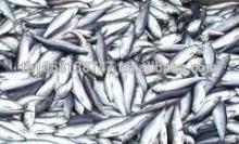 Whole  Frozen   Atlantic   Herring 