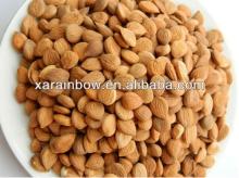 organic bitter apricot seeds