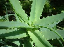 Best Quality Aloe Vera Extract aloin