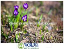 100% Natural Best Quality Supply Organic Saffron Extract
