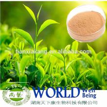 100% Natural 20Green Tea Extract Catechins,Green Tea Extract Catechins5