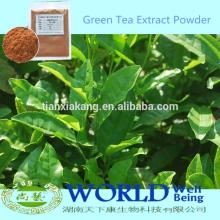 GMP Manufacturer 100% Natural 45% Catechin/EGCG Green Tea Extract,Green Tea Extract Powder Catechin