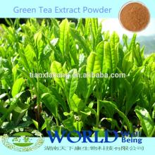 Factory Supply 100% Natural 98%Tea Polyphenols/EGCG Green Tea Extract Powder Green Tea Powder Extrac