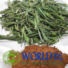 natural 30%-95% Tea polyphenol 40%-98% EGCG green tea extract powder