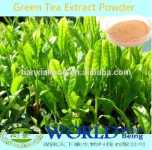 Factory Supply 100% Natural Green Tea Extract/Green Tea Extract Powder/Green Tea Powder 98%Tea Polyp