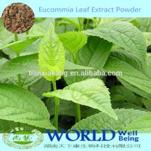 Hot Selling 20%-30% Chlorogenic Acid Eucommia Extract Powder/Eucommia Leaf Extract /Eucommia Extract