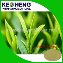 Natural  Green   Tea  Extract  From  Factory with 50% 98%  tea   polyphenol  UV/HPLC