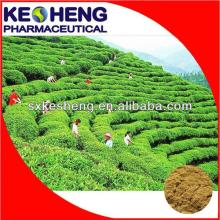 Organic   White   Tea   Extract ,Camellia sinensis O. Ktze.