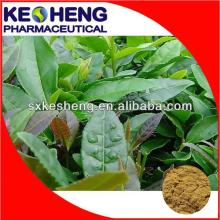 Green Tea extract / Polyphenols,EGCG,Natural L-theanine,Catechins