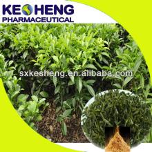 green tea extract tea polyphenols/total tea polyphenols-98% polyphenols