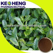  oolong   tea  /  oolong   tea   extract / instant   oolong   tea   extract 