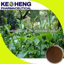 green tea extraction polyphenols powder 50%-98% polyphenol / tea polyphenol