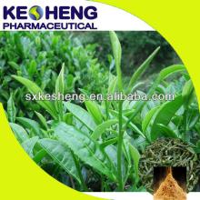green tea extraction polyphenols powder 50%-98%
