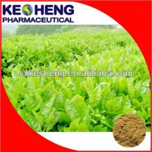 Matcha Green Tea Powder