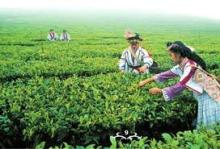 Factory Supply Yunnan Black Tea ABC Organic slimming Pu Erh Tea