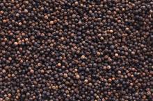 600-650 Gram/L Giant Black Pepper