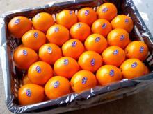 Fresh Sweet Navel Orange