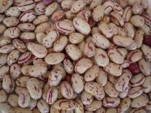 Light Speckled Kidney Beans for sale