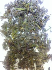 Mountain Tea