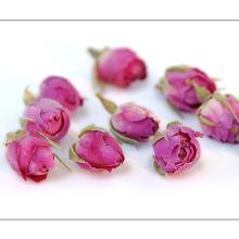 pink rose