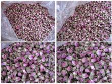 Pink Rose Buds