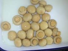 Canned mushroom (competitive price)