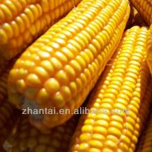 Chinese original high quality non gmo yellow corn