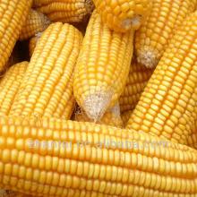 looking for dubai yellow corn importer