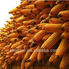 yellow corn usa for animal feed looking for distributor